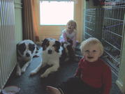 honden foto van thoma