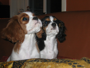 honden foto honden foto van Marianne Smink