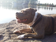 honden foto van Anne