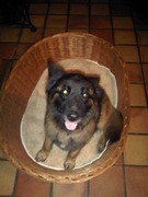 honden foto van Peter