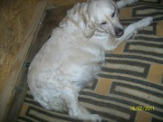 honden foto honden foto van yvonne