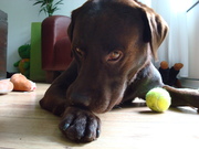 honden foto van lizette