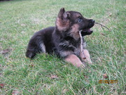 honden foto van Nicolas