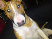 honden foto van Jill 