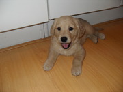 honden foto van michael