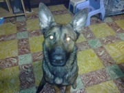 honden foto honden foto van Kathy