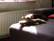 honden foto van maddie