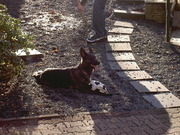 honden foto van Tanja & Angie