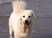 honden foto van Sandra