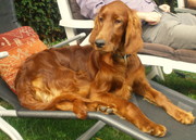 honden foto honden foto van benigna