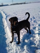 honden foto van Eef
