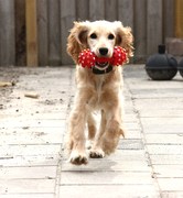 honden foto van Petra & Naira