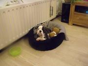 honden foto van marijke de groot