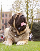 honden foto van Dana