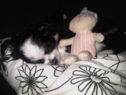 honden foto honden foto van melissa