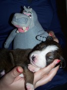 honden foto van in2borders