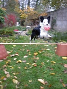honden foto van jonas