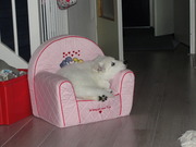 honden foto van Chantie