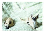 honden foto van Joanna Van Deyck