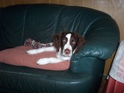 honden foto van perdijk