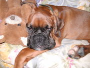 honden foto van Oscar