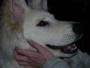 honden foto van Vivianne