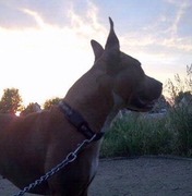 honden foto van Micksha
