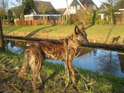honden foto van Harold