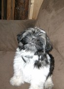 honden foto honden foto van deborah