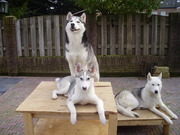 honden foto van wendy