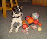 honden foto van Betty