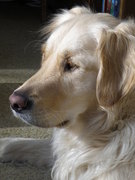 honden foto van Marjolijn van Gaasbeek