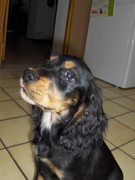 honden foto van TINE