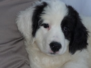 honden foto van Thera Seijkens