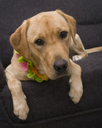 honden foto van Jindra