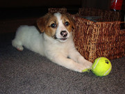 honden foto honden foto van Ilona