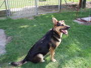 honden foto van chrissy van cauwenbergh