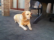 honden foto van laura