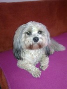 honden foto van bazinnetje