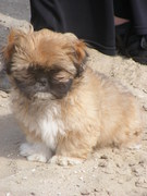 honden foto honden foto van regina en joep