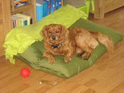 honden foto van Jacco