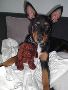 honden foto van Joanna