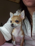 honden foto van Help ons onze gestolen chihuahua terug vinden