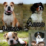 honden foto van arko