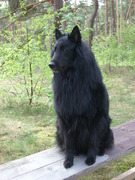 honden foto van fons