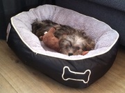 honden foto van jan