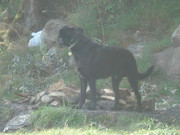 honden foto van Barbara