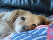 honden foto honden foto van Martine