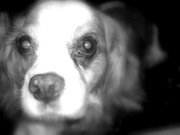 honden foto honden foto van Jannieke