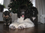 honden foto van saskia